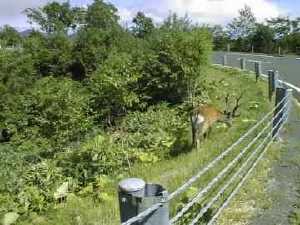 間近でエゾジカが見られる知床