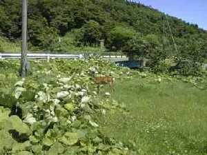 エゾジカは飛び出してくるので注意！