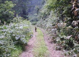 飛騨高山のカモシカ