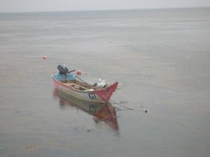 稚内の海鳥