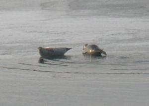 網走湖のゴマフアザラシ