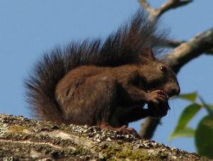 エゾリスの食事