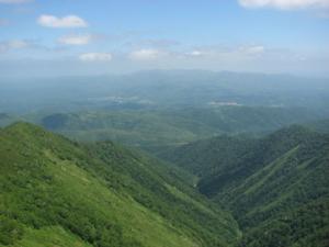 ウェンシリ岳山頂から見た森林