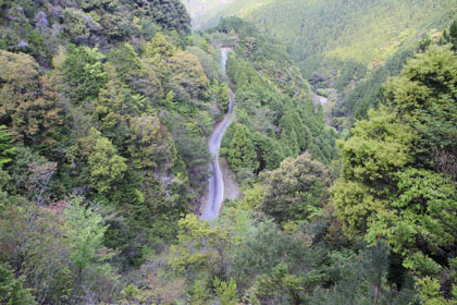 室戸岬の北部の山道