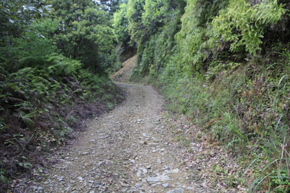 湯前町と上村の林道